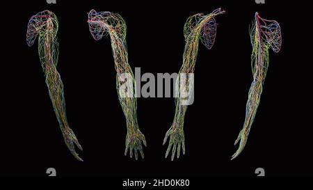 Anatomie complète des nerfs, des vaisseaux lymphatiques, des artères et des veines veineuses en jaune, vert, rouge et bleu du bras depuis les vues antérieure, postérieure, latérale et médiale Banque D'Images