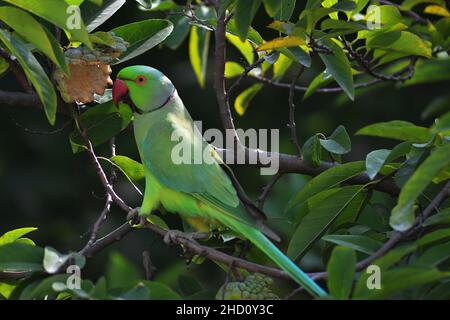 La perruche à rosier /Psittacula krameri/perruche à col annulaire perchée sur un pommier Custard en mangeant les fruits et la faune Banque D'Images