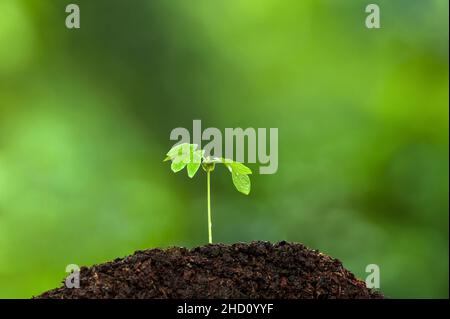 Une jeune plante tropicale verte pousse sur un sol fertile pendant la saison des pluies.Plants de semis.Processus de germination des plantes, radicule, cotylédon, feuille. Banque D'Images