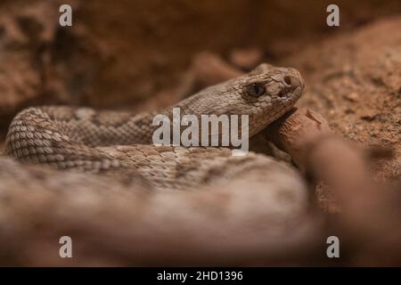 Gros plan d'un serpent rampant sur le sol dans une cage Banque D'Images
