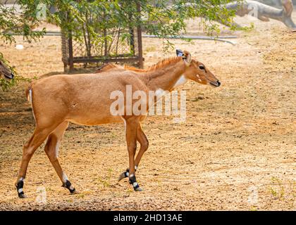 Un Neelgai se déplaçant dans un champ avec des chocs Banque D'Images