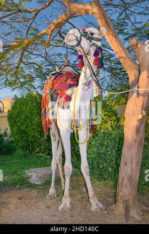 Le chameau blanc dans la ville de Hurghada, en Égypte Banque D'Images