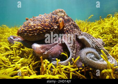 Octopus vulgaris mollusque sous l'eau dans l'océan avec alga Bifurcaria bifurcata, Atlantique est, Espagne, Galice Banque D'Images