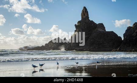 Mouettes et rochers de Piha Beach, Waitakere, Auckland. Banque D'Images