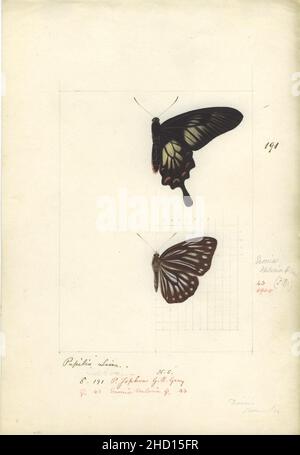 Robert Templeton Rhopalocera Ceylon plate 3. Banque D'Images