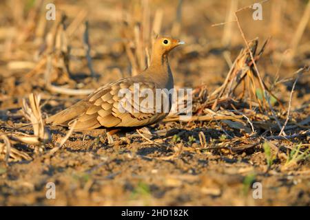 Un mâle adulte de Chestnut-bellied Sandgrouse (Pterocles exustus hindustan) près de la Grande Rann de Kutch, Gujarat, Inde Banque D'Images