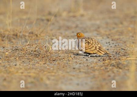 Un mâle adulte de Chestnut-bellied Sandgrouse (Pterocles exustus hinudstan) dans le parc national du désert, Rajasthan, Inde Banque D'Images