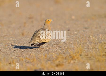 Un mâle adulte de Chestnut-bellied Sandgrouse (Pterocles exustus hinudstan) dans le parc national du désert, Rajasthan, Inde Banque D'Images