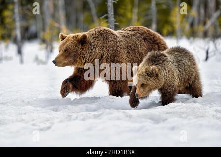 Porter la mère et le cub en mouvement. Banque D'Images