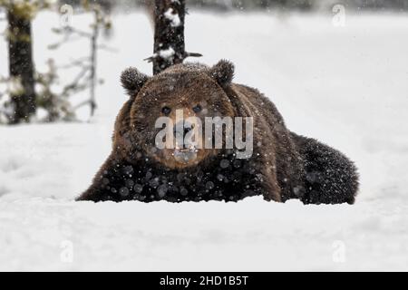 Grand ours brun dans le blizzard de neige. Banque D'Images