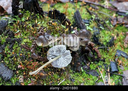 Mycena leptocephala, known as the nitrous bonnet, wild mushroom from Finland Stock Photo