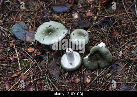 Russula aeruginea, connue sous le nom de Rusula verte, Rusula verte collante, ou le champignon vert de la Finlande Banque D'Images