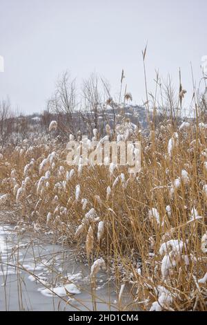 Neige - Eparets secs couverts de roseaux côtiers sur fond de ciel gris d'hiver.Pampas herbe, beauté dans la nature, extérieur.Copier l'espace.Cuve verticale Banque D'Images