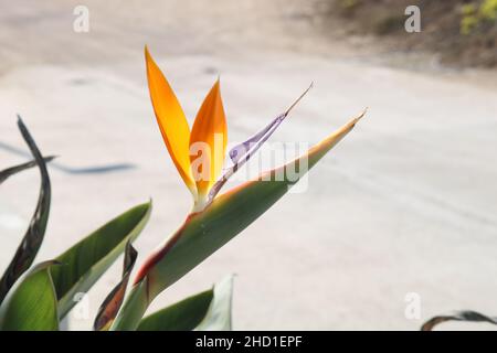 Fleur de l'oiseau de paradis à Chypre Banque D'Images
