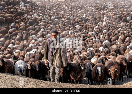 Bergers avec d'énormes troupeaux de moutons Banque D'Images