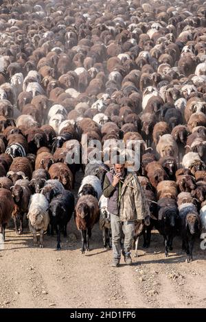 Bergers avec d'énormes troupeaux de moutons Banque D'Images