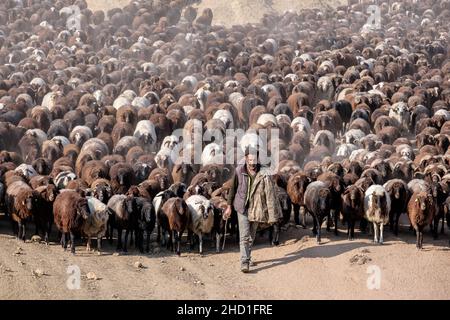 Bergers avec d'énormes troupeaux de moutons Banque D'Images