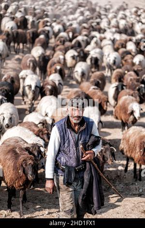 Bergers avec d'énormes troupeaux de moutons Banque D'Images