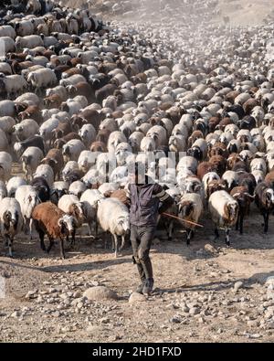 Bergers avec d'énormes troupeaux de moutons Banque D'Images