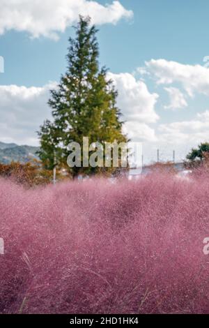 Herbe musée rose au parc écologique Daejeo à Busan, en Corée Banque D'Images