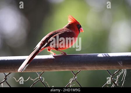 Mise au point sélective d'un cardinal rouge perché sur une rampe métallique Banque D'Images