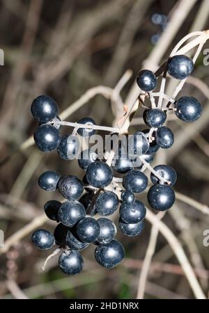 Fruits, baies de ligustrum noires et toxiques sur la branche en hiver Banque D'Images