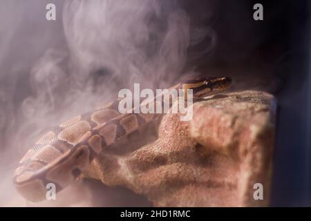 Gros plan d'un serpent rampant sur des rochers entourés de fumée Banque D'Images