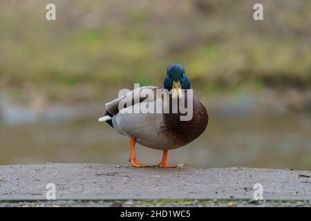 VILNIUS, LITUANIE - 2020 MARS 07. Mallard mâle, anas platyrhynchos, marchant sur la route. Banque D'Images