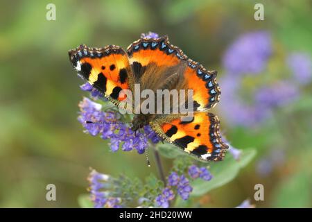 Gros plan sur un petit papillon tortoiseshell coloré, Aglais urticae, qui puise le nectar de la fleur bleue de Caryopteris incana en géorgie Banque D'Images