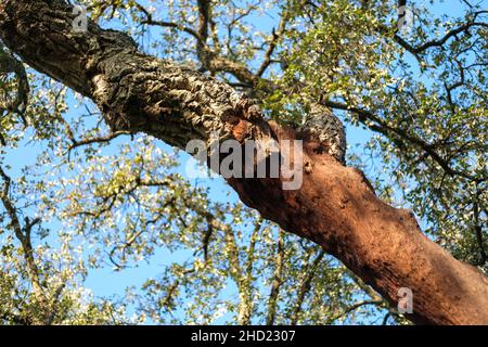 Branche d'un arbre d'avoine en liège qui a été récemment récolté Banque D'Images