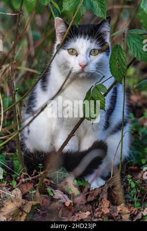 Chat noir et blanc en sous-croissance. Banque D'Images