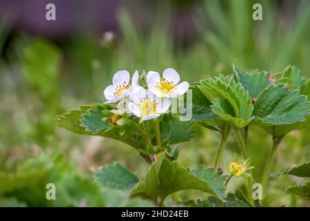 Les fraises (fraises de jardin) fleurissent au printemps Banque D'Images