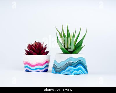 Deux plantes succulentes, vert et rouge dans des jardinières en béton peint à la maison isolées sur fond blanc.Les pots de cimenterie, forme ronde et pyramidale pai Banque D'Images