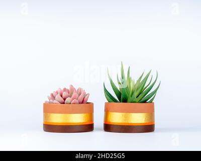 Plantes succulentes vertes et roses dans deux pots de terre cuite isolés sur fond blanc.Les pots de plantes modernes en terre cuite, la forme ronde est peinte avec de l'humour Banque D'Images