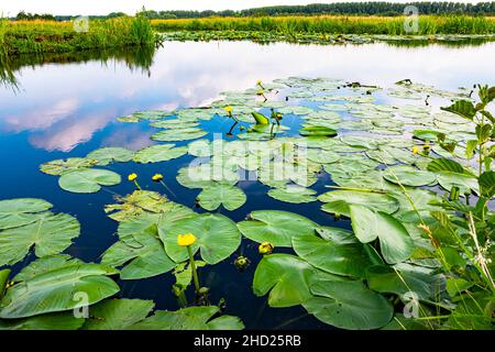Nénuphars flottants dans l'un des nombreux fossés remplis d'eau dans le paysage hollandais de polder Banque D'Images