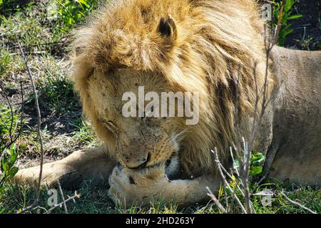 Löwen in der Savanne im Nationalpark Tsavo Ost und Tsavo West Banque D'Images