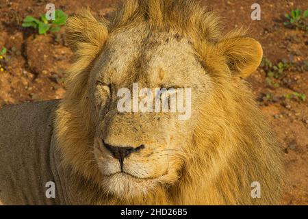 Löwen in der Savanne im Nationalpark Tsavo Ost und Tsavo West Banque D'Images