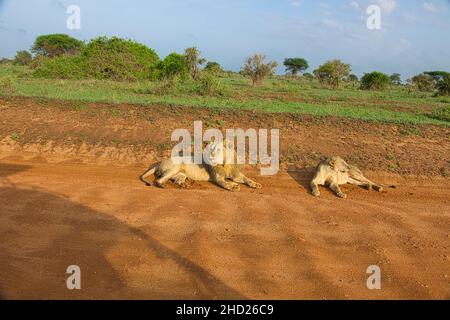 Löwen in der Savanne im Nationalpark Tsavo Ost und Tsavo West Banque D'Images