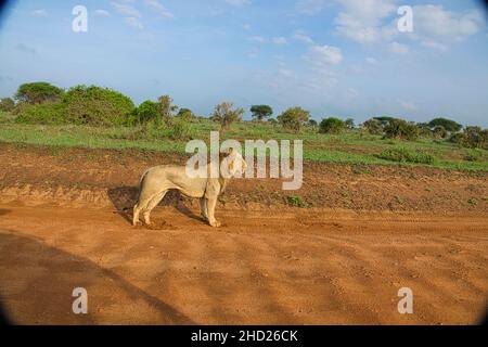 Löwen in der Savanne im Nationalpark Tsavo Ost und Tsavo West Banque D'Images