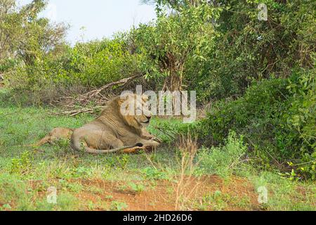 Löwen in der Savanne im Nationalpark Tsavo Ost und Tsavo West Banque D'Images