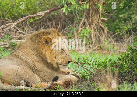 Löwen in der Savanne im Nationalpark Tsavo Ost und Tsavo West Banque D'Images