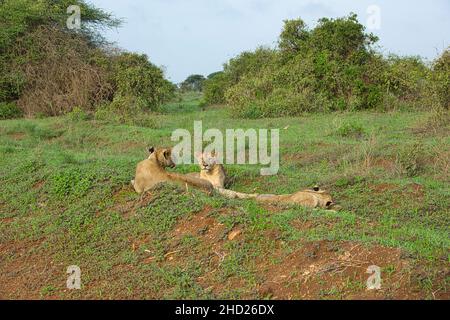 Löwen in der Savanne im Nationalpark Tsavo Ost und Tsavo West Banque D'Images