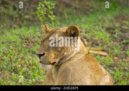 Löwen in der Savanne im Nationalpark Tsavo Ost und Tsavo West Banque D'Images