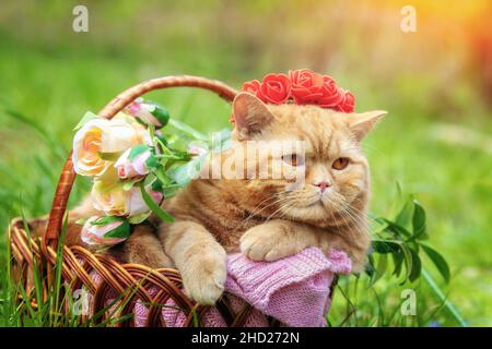 Chat court anglais au gingembre mignon assis dans un panier avec des roses sur la pelouse au printemps.Le chat portant une couronne de roses Banque D'Images