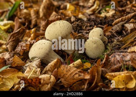 Gros plan de quatre champignons de la forêt en automne parmi les feuilles d'or tombées, Angleterre, Royaume-Uni Banque D'Images