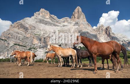 Chevaux et vache sous Monte Pelmo dans les Dolomités italiennes, le Tyrol du Sud, les Dolomiten montagnes, les Alpes italiennes européennes Banque D'Images