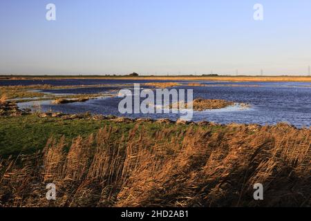 Cygnes et canards d'hiver à la réserve naturelle de Welney Wash, village de Welney, Cambridgeshire, Angleterre, Royaume-Uni Banque D'Images