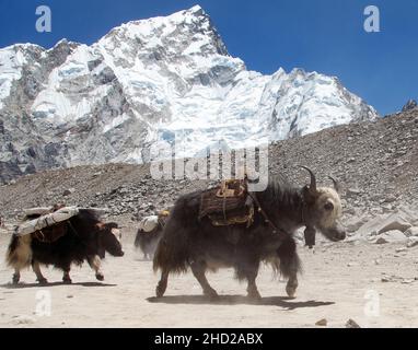 Vue sur le groupe de yaks (bos grunniens) près du village de Gorak Shep avec le mont Nuptse sur le chemin du camp de base de l'Everest - Népal Banque D'Images