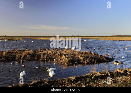 Cygnes et canards d'hiver à la réserve naturelle de Welney Wash, village de Welney, Cambridgeshire, Angleterre, Royaume-Uni Banque D'Images