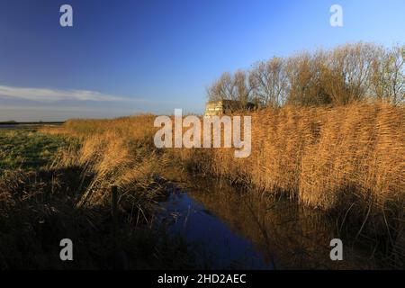 Cachette d'oiseau à la réserve naturelle de Welney Wash, village de Welney, Cambridgeshire, Angleterre, Royaume-Uni Banque D'Images
